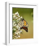 Monarch Butterfly-Gary Carter-Framed Photographic Print