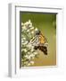 Monarch Butterfly-Gary Carter-Framed Photographic Print