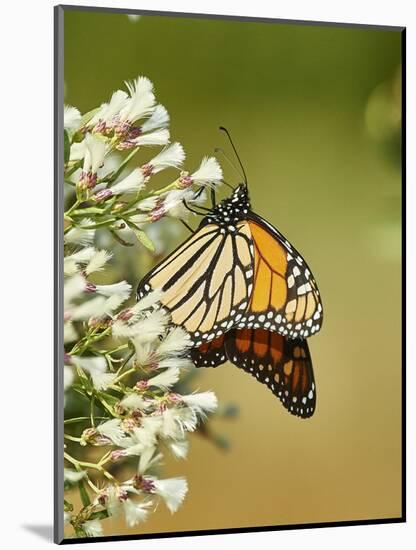 Monarch Butterfly-Gary Carter-Mounted Photographic Print