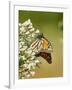 Monarch Butterfly-Gary Carter-Framed Photographic Print