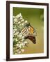 Monarch Butterfly-Gary Carter-Framed Photographic Print