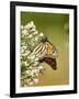 Monarch Butterfly-Gary Carter-Framed Photographic Print