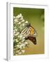 Monarch Butterfly-Gary Carter-Framed Photographic Print