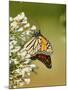 Monarch Butterfly-Gary Carter-Mounted Photographic Print