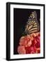 Monarch Butterfly-DLILLC-Framed Photographic Print