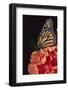 Monarch Butterfly-DLILLC-Framed Photographic Print