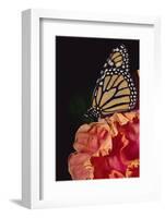 Monarch Butterfly-DLILLC-Framed Photographic Print