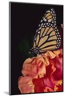 Monarch Butterfly-DLILLC-Mounted Photographic Print