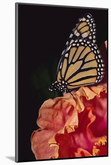 Monarch Butterfly-DLILLC-Mounted Photographic Print