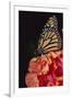 Monarch Butterfly-DLILLC-Framed Photographic Print