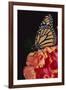 Monarch Butterfly-DLILLC-Framed Photographic Print