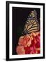 Monarch Butterfly-DLILLC-Framed Photographic Print