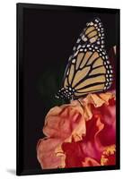 Monarch Butterfly-DLILLC-Framed Photographic Print