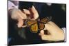 Monarch Butterfly-DLILLC-Mounted Photographic Print