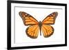 Monarch Butterfly-null-Framed Photographic Print