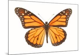 Monarch Butterfly-null-Mounted Photographic Print