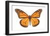 Monarch Butterfly-null-Framed Photographic Print