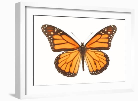 Monarch Butterfly-null-Framed Photographic Print