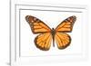 Monarch Butterfly-null-Framed Photographic Print