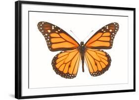 Monarch Butterfly-null-Framed Photographic Print