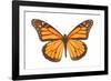 Monarch Butterfly-null-Framed Photographic Print