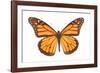 Monarch Butterfly-null-Framed Photographic Print