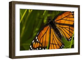 Monarch Butterfly-Gordon Semmens-Framed Photographic Print