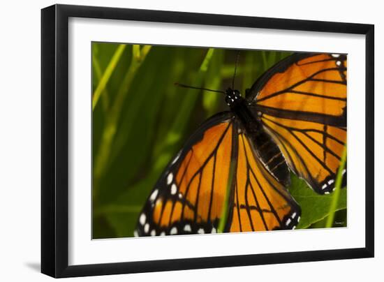 Monarch Butterfly-Gordon Semmens-Framed Photographic Print