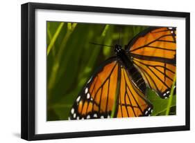 Monarch Butterfly-Gordon Semmens-Framed Photographic Print