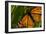 Monarch Butterfly-Gordon Semmens-Framed Photographic Print