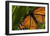 Monarch Butterfly-Gordon Semmens-Framed Photographic Print