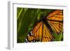 Monarch Butterfly-Gordon Semmens-Framed Photographic Print