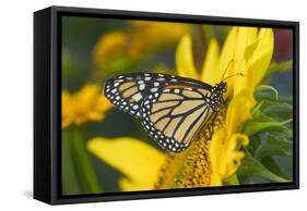 Monarch Butterfly-Darrell Gulin-Framed Stretched Canvas