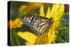 Monarch Butterfly-Darrell Gulin-Stretched Canvas