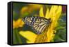 Monarch Butterfly-Darrell Gulin-Framed Stretched Canvas