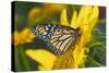 Monarch Butterfly-Darrell Gulin-Stretched Canvas