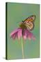 Monarch Butterfly-Darrell Gulin-Stretched Canvas