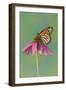 Monarch Butterfly-Darrell Gulin-Framed Premium Photographic Print