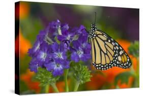 Monarch Butterfly-Darrell Gulin-Stretched Canvas