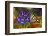 Monarch Butterfly-Darrell Gulin-Framed Premium Photographic Print