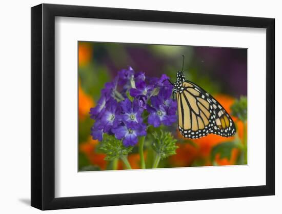 Monarch Butterfly-Darrell Gulin-Framed Premium Photographic Print