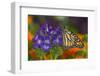 Monarch Butterfly-Darrell Gulin-Framed Premium Photographic Print