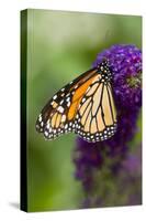 Monarch Butterfly-Darrell Gulin-Stretched Canvas