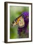 Monarch Butterfly-Darrell Gulin-Framed Premium Photographic Print