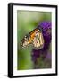 Monarch Butterfly-Darrell Gulin-Framed Premium Photographic Print