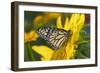 Monarch Butterfly-Darrell Gulin-Framed Photographic Print