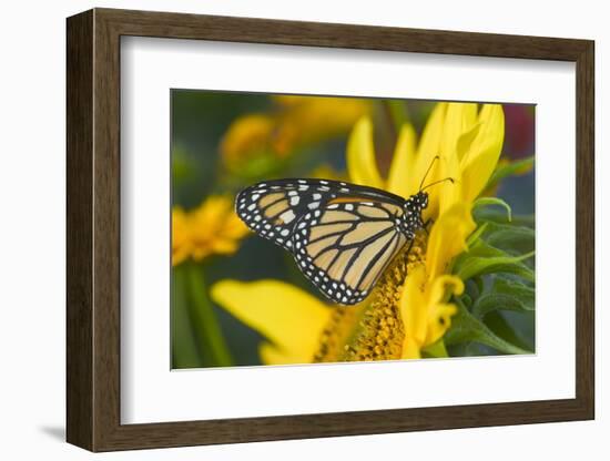 Monarch Butterfly-Darrell Gulin-Framed Photographic Print