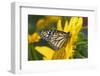 Monarch Butterfly-Darrell Gulin-Framed Photographic Print