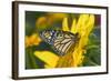 Monarch Butterfly-Darrell Gulin-Framed Photographic Print