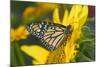 Monarch Butterfly-Darrell Gulin-Mounted Photographic Print